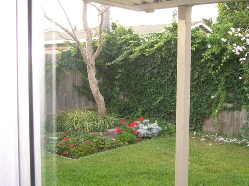 Back yard.JPG